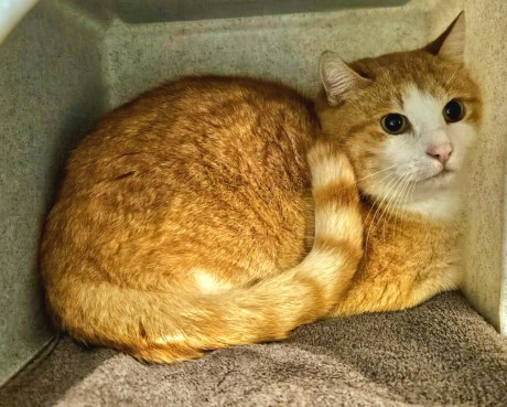 Kat Europese korthaar of huiskat