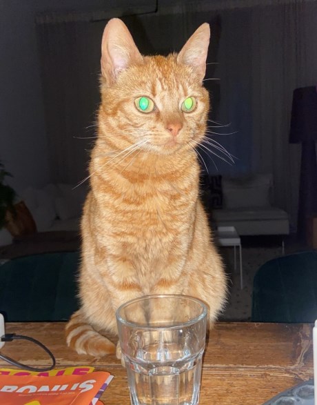 Kat Europese korthaar of huiskat