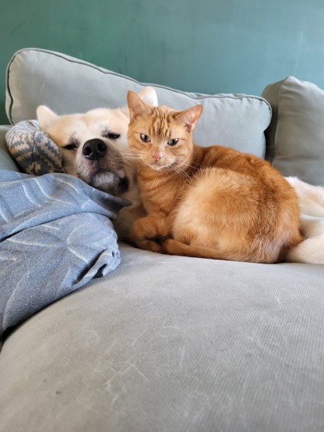 Kat Europese korthaar of huiskat