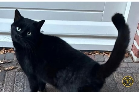 Kat Europese korthaar of huiskat