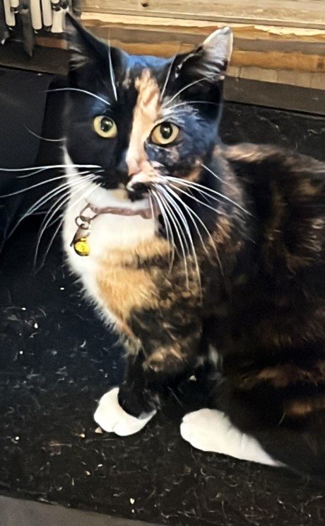 Kat Europese korthaar of huiskat