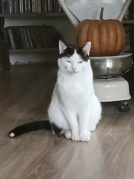 Kat Europese korthaar of huiskat