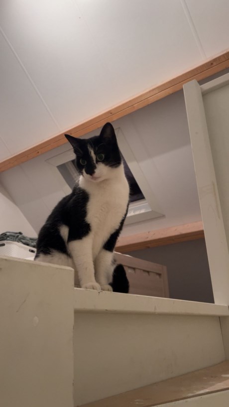 Kat Europese korthaar of huiskat