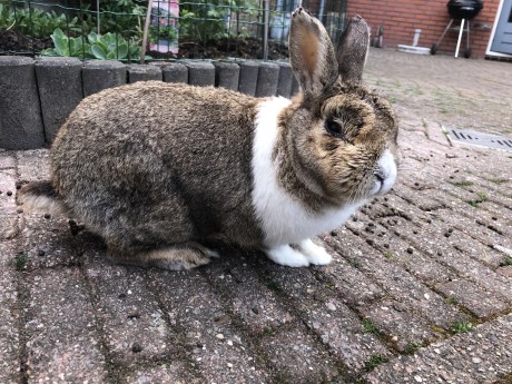 Knaagdier / Haasachtige Konijn