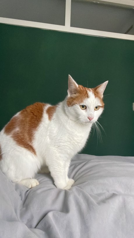 Kat Europese korthaar of huiskat