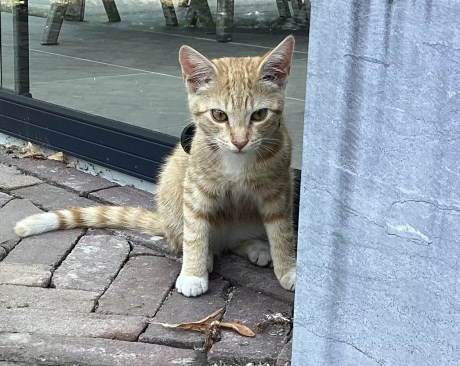 Kat Europese korthaar of huiskat