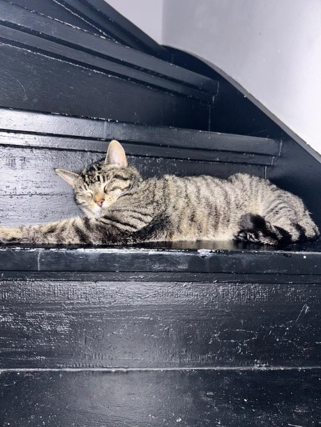 Kat Europese korthaar of huiskat