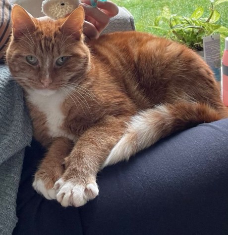 Kat Europese korthaar of huiskat