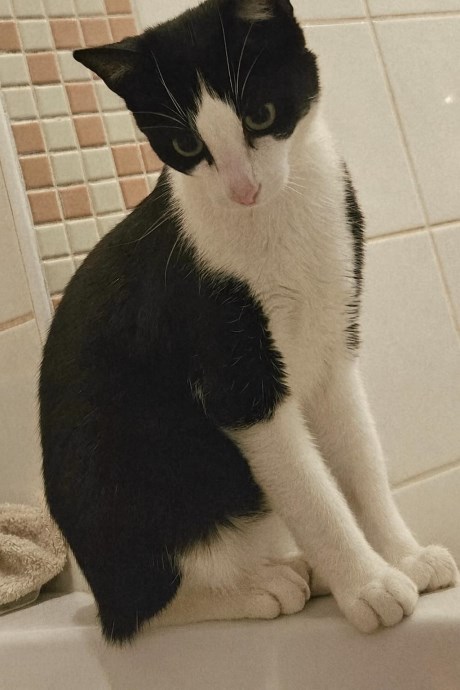 Kat Europese korthaar of huiskat