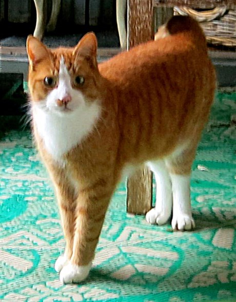 Kat Europese korthaar of huiskat