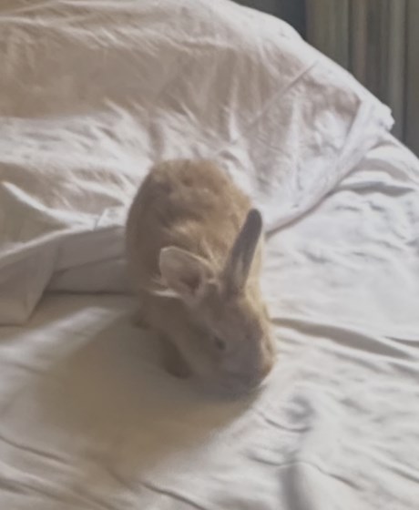 Knaagdier / Haasachtige Konijn