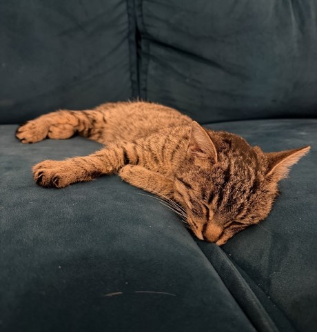 Kat Europese korthaar of huiskat