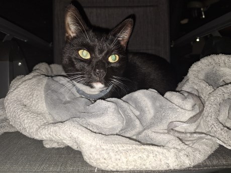 Kat Europese korthaar of huiskat