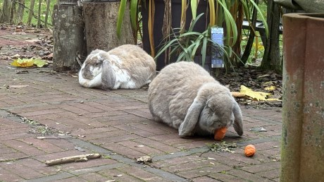 Knaagdier / Haasachtige Konijn