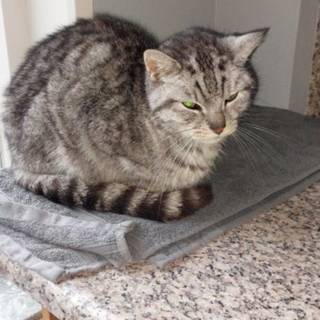 Kat Brits korthaar X