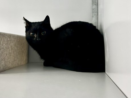 Kat Europese korthaar of huiskat