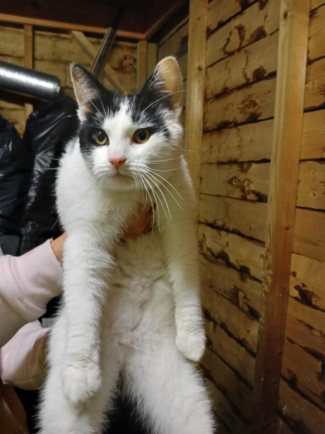 Kat Europese korthaar of huiskat