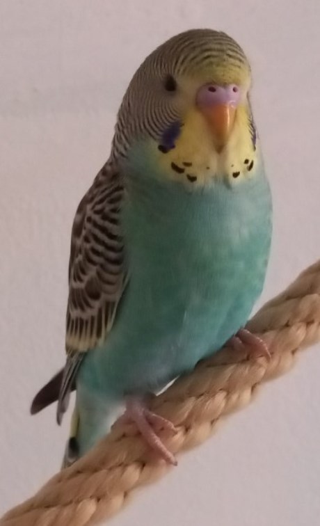 Vogel Parkiet
