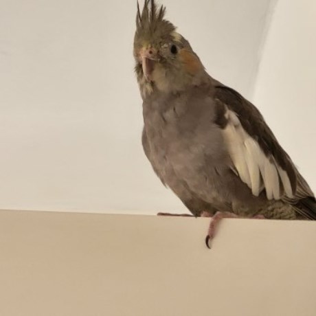 Vogel Valkparkiet