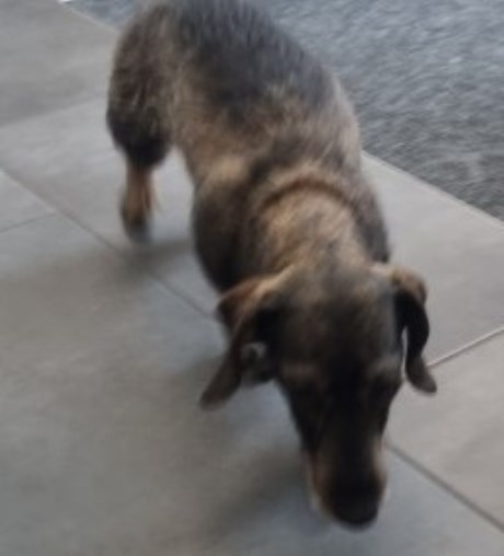 Hond Teckel