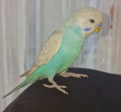 Vogel Parkiet