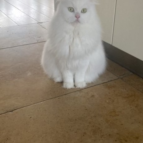 Kat Ragdoll