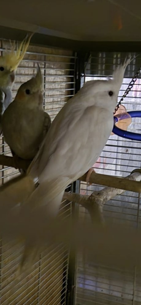 Vogel Valkparkiet
