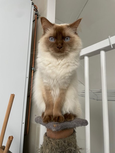 Kat Ragdoll