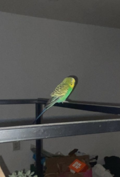 Vogel Parkiet