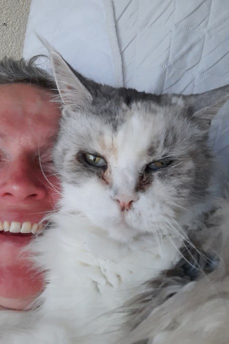 Kat Maine Coon
