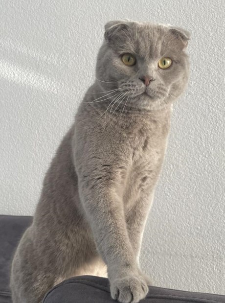 Kat Brits korthaar