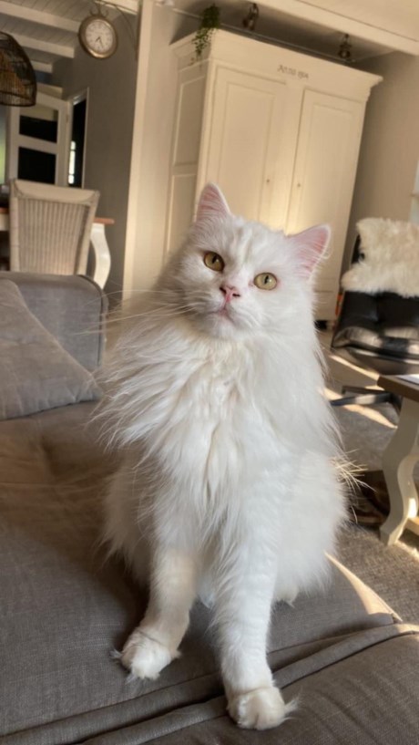 Kat Maine Coon