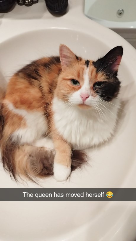 Kat Maine Coon X