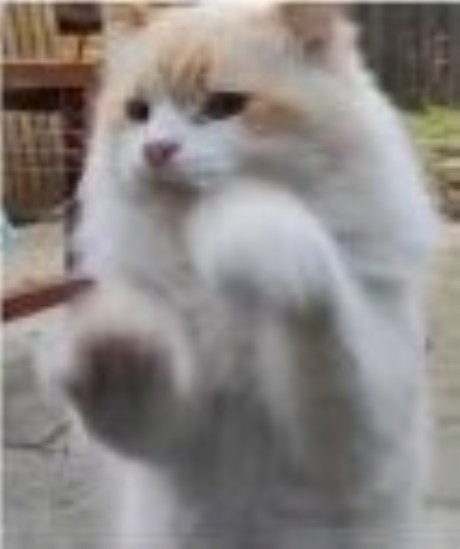 Kat Langharig