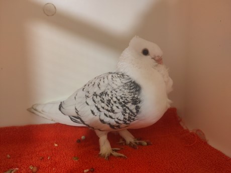 Vogel Duif
