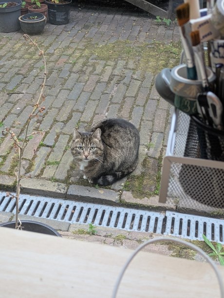 Kat Overige rassen
