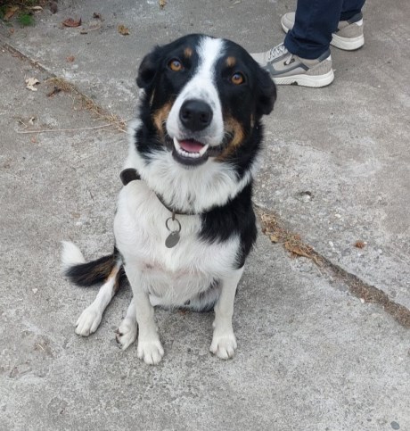 Hond Collie