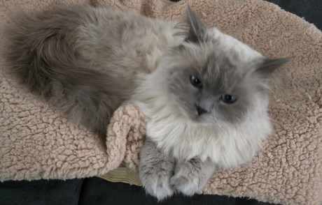 Kat Ragdoll