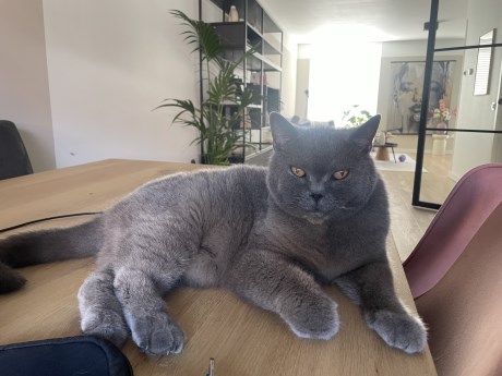 Kat Brits korthaar