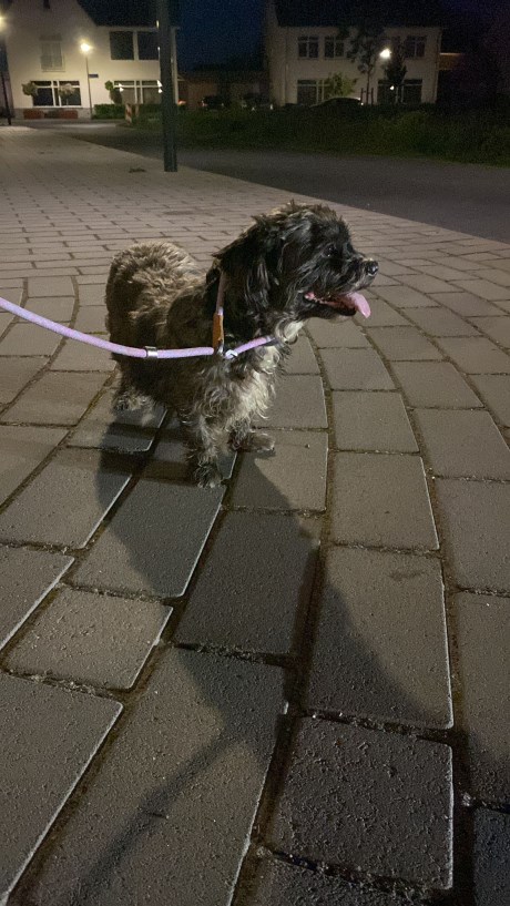 Hond Kruising