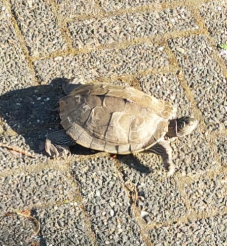 Reptiel Schildpad