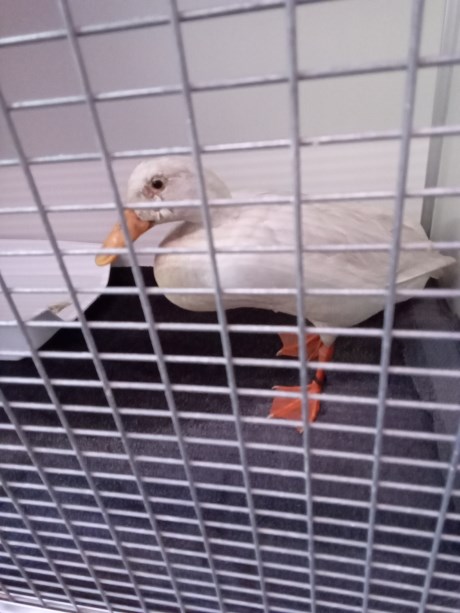 Vogel Overige rassen