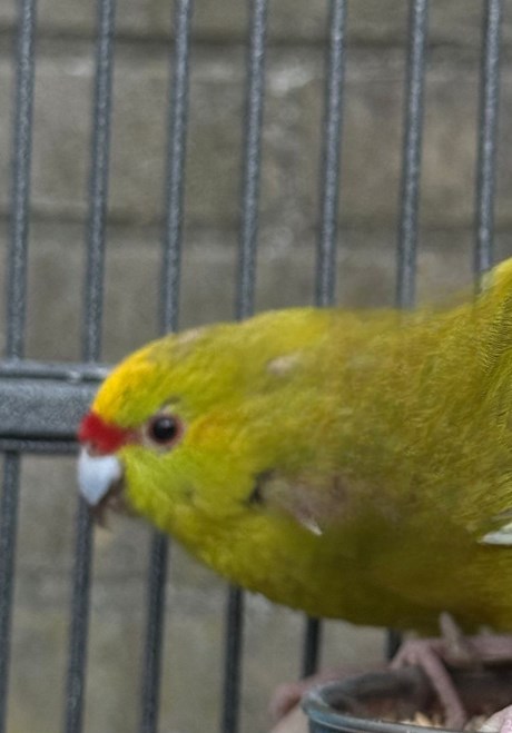 Vogel Parkiet