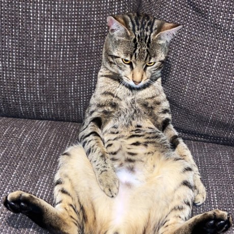 Kat Bengaal