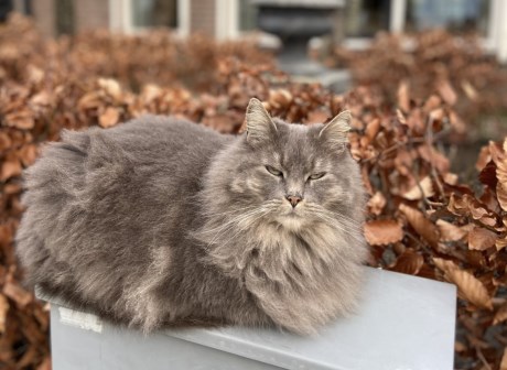 Kat Langharig