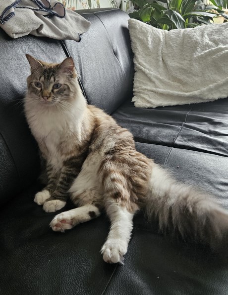 Kat Maine Coon X