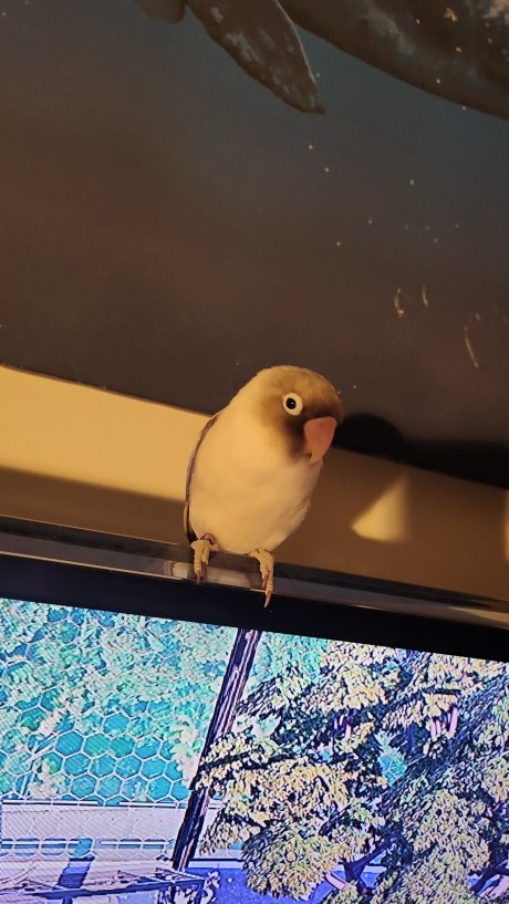 Vogel (Dwerg-)papegaai