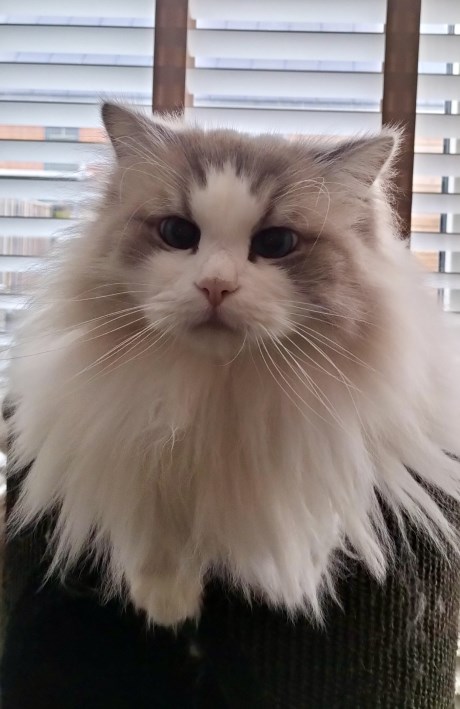 Kat Ragdoll