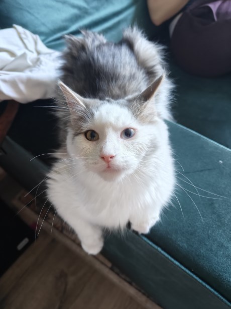 Kat Maine Coon X