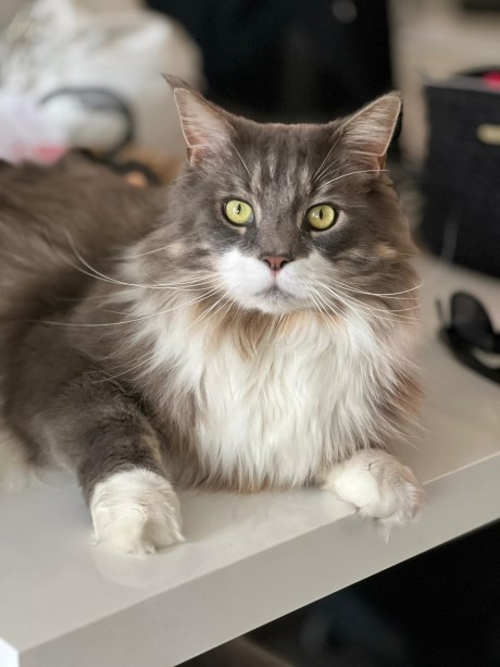 Kat Maine Coon